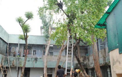 ইঞ্জেকশনের ভয়ে রোগী গাছে! উদ্ধারে ফায়ার সার্ভিস