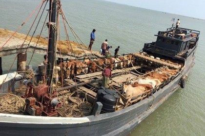 মিয়ানমার থেকে রেকর্ড সংখ্যক গবাদি পশু আমদানি