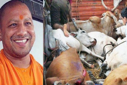 যোগীর রাজ্যেই অনাহার-অপুষ্টিতে মরল দেড়শ’ গরু!