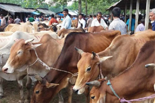 সুনামগঞ্জে পানির দামে গরু বিক্রি!
