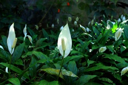 বাড়িতে যে গাছ রাখলে ফিরে আসবে সৌভাগ্য