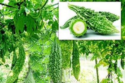 করলার বিশেষ পুষ্টিগুণ ও উপকারিতা