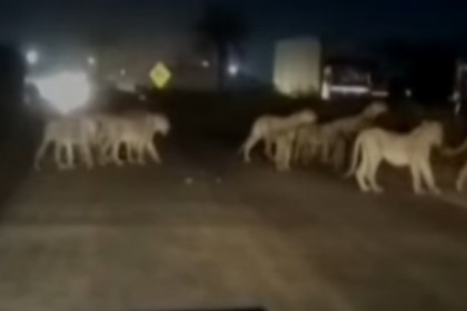 মহাসড়কে একদল সিংহ! (ভিডিও)