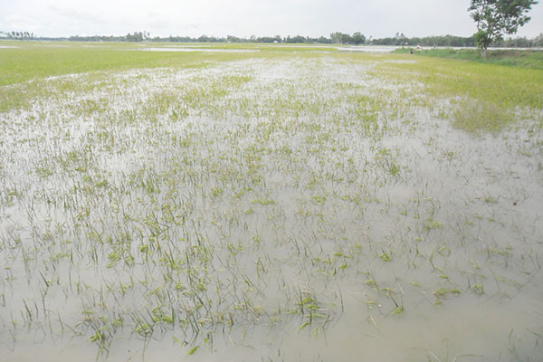 শেরপুরে শিলাবৃষ্টিতে বোরো ধানের ব্যাপক ক্ষয়ক্ষতি