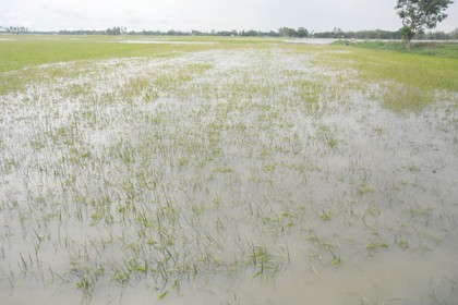 শেরপুরে শিলাবৃষ্টিতে বোরো ধানের ব্যাপক ক্ষয়ক্ষতি