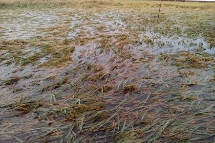 উখিয়ায় ২ হাজার হেক্টর জমির বোরো ধান পানির নিচে