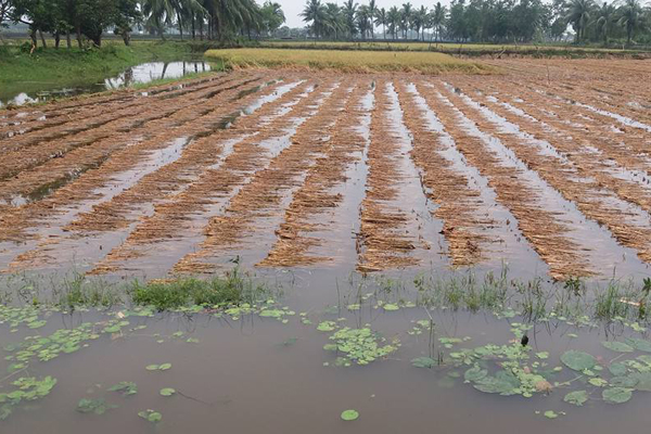 বাগেরহাটে টানা বর্ষণে বোরো ফসলের ব্যাপক ক্ষতি

