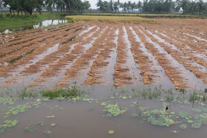 বাগেরহাটে টানা বর্ষণে বোরো ফসলের ব্যাপক ক্ষতি


