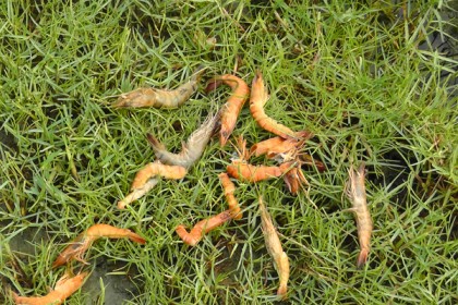 বাগেরহাটে চিংড়ি খামারে মড়ক