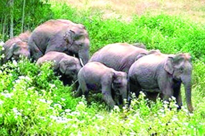 রৌমারী সীমান্তে অর্ধশতাধিক ভারতীয় হাতির তাণ্ডব