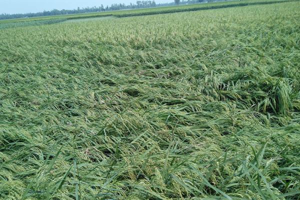 বগুড়ায় ঝড় বৃষ্টিতে বোরো ধানের ক্ষতি, আতঙ্কে কৃষক 
