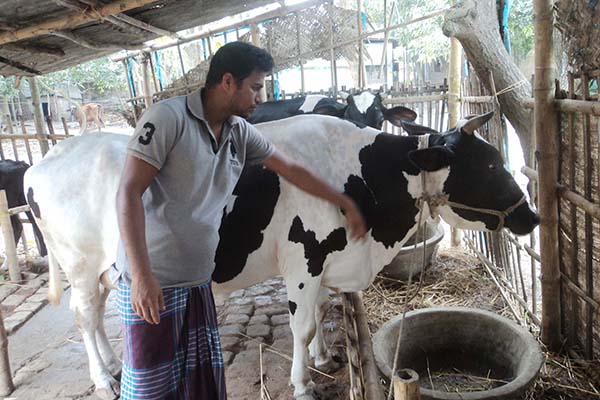 গবাদি পশু পালনে স্বাবলম্বী পার্বতীপুরের অনেক পরিবার