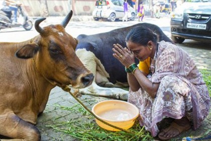 বিশ্বের সবচেয়ে বেশি গরু ভারতে