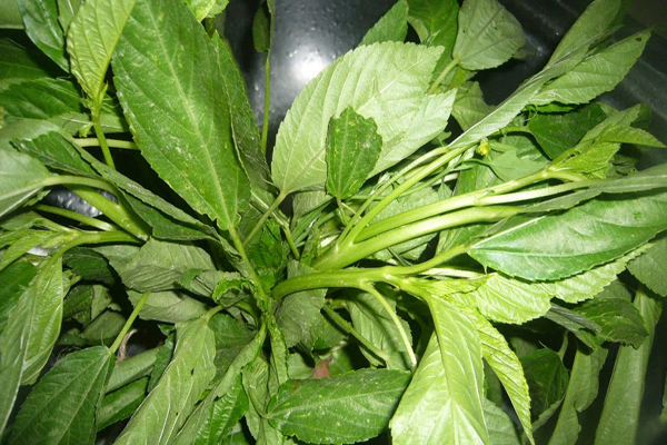 জেনে‌ নিন পাটশাকের যতগুণ