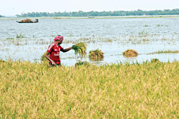 বাঁধ নির্মাণে অনিয়ম, পাউবোর ৩ প্রকৌশলী বরখাস্ত