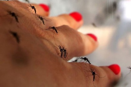 মশার কামড় খাওয়ার প্রতিযোগিতা!