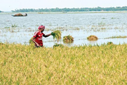 বাঁধ নির্মাণে অনিয়ম, পাউবোর ৩ প্রকৌশলী বরখাস্ত