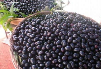 কালো জাম থেকে সৌর সেল বানালেন  বিজ্ঞানী!