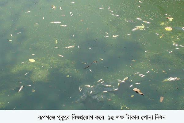রূপগঞ্জে পুকুরে বিষ প্রয়োগে মাছ নিধনের অভিযোগ
