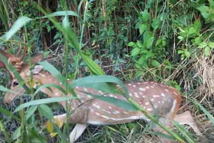 লোকালয় থেকে উদ্ধার চিত্রা হরিণ সুন্দরবনে অবমুক্ত