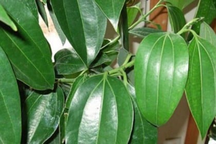 মানসিক অস্থিরতা কমাবে তেজপাতার থেরাপি!