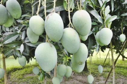চাঁপাইনবাবগঞ্জে ২০ মে'র আগে আম পাড়া যাবে না