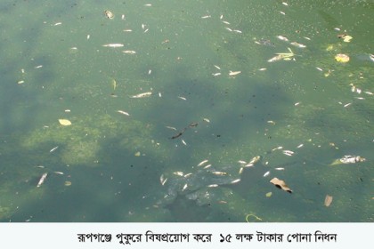 রূপগঞ্জে পুকুরে বিষ প্রয়োগে মাছ নিধনের অভিযোগ