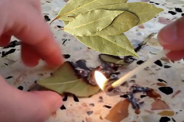 মন চাঙ্গা করতে তেজপাতা পোড়ান!