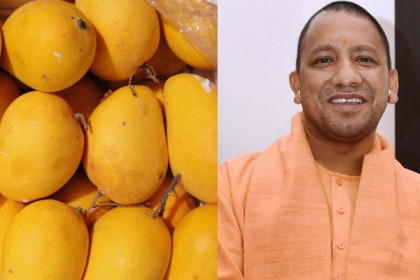 আমের নাম যখন ‘যোগী আম’