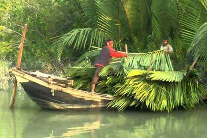 গোলপাতার নৌকায় কাঠ পাচার, বন কর্মকর্তাসহ বরখাস্ত ১২