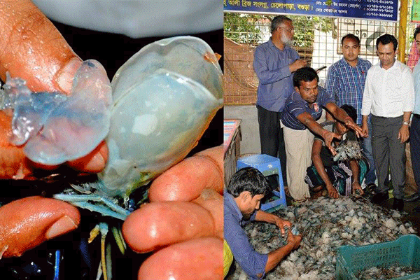 ওজন বাড়াতে চিংড়ি মাছের মাথায় ক্ষতিকর জেলি