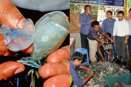 ওজন বাড়াতে চিংড়ি মাছের মাথায় ক্ষতিকর জেলি