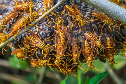 মোদির সফরকে ঘিরে শ্রীলংকায় ভিমরুল নিধন!