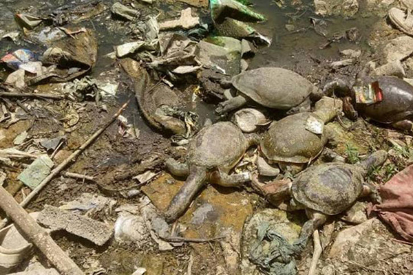 ১০০ কচ্ছপের মৃতদেহ ভাসছে পুকুরে!
