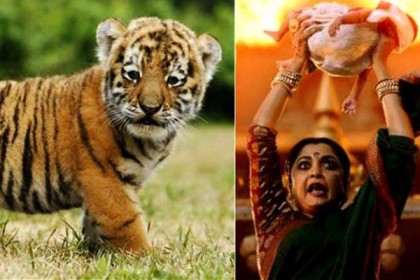 ওড়িশা দাপিয়ে বেড়াচ্ছে এই খুদে ‘বাহুবলী’