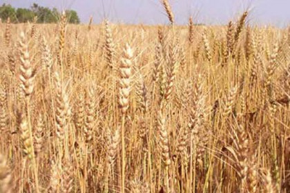 নাটোরে গম সংগ্রহ অভিযান শুরু