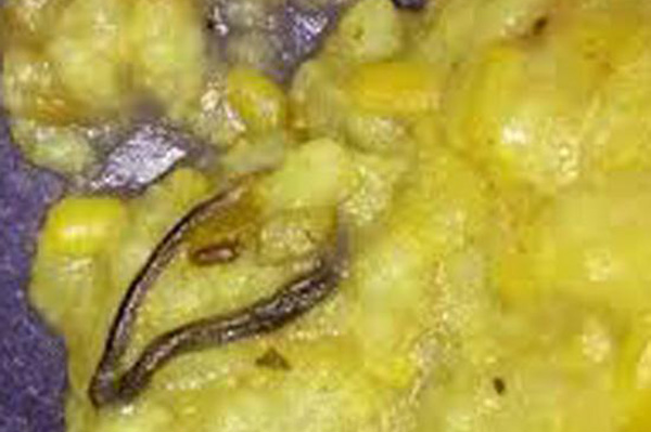 ভারতে শিক্ষার্থীদের খাবারে সাপ!