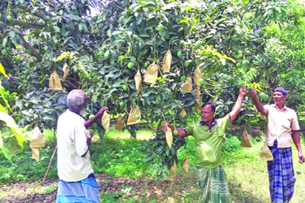 মেহেরপুরের আম যাবে ইউরোপে