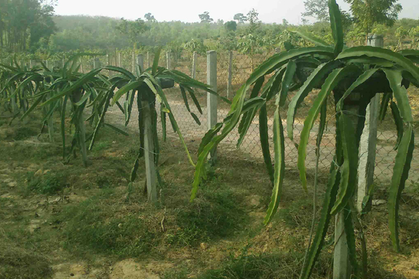 পাহাড়ে সম্ভাবনাময় ড্রাগন ফল