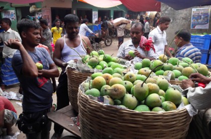 বাজারে উঠতে শুরু করেছে সাতক্ষীরার পাকা আম