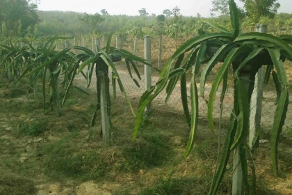 পাহাড়ে সম্ভাবনাময় ড্রাগন ফল