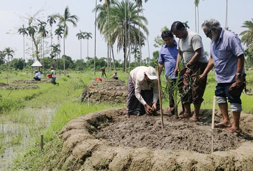 সৌদির উন্নত জাতের খেজুর বাগান এখন বরিশালে