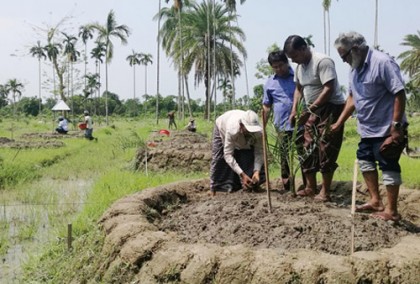 সৌদির উন্নত জাতের খেজুর বাগান এখন বরিশালে