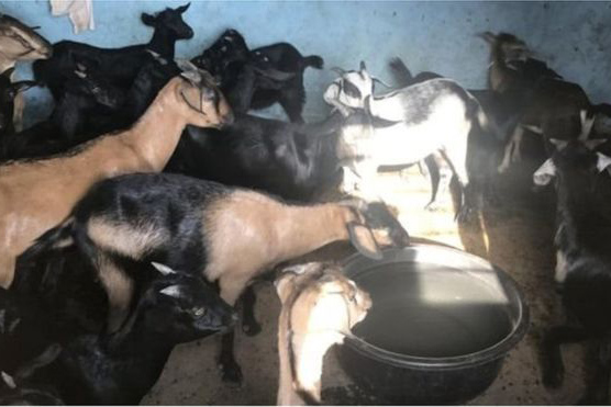 'জামিন' হচ্ছে না ২৮টি ছাগলের!