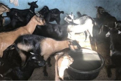 'জামিন' হচ্ছে না ২৮টি ছাগলের!