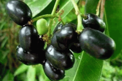 জেনে নিন কালো জামের স্বাস্থ্য উপকারিতা
