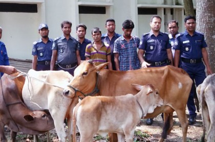 সাতটি চোরাই গরুসহ আ.লীগ নেতার ছেলে গ্রেফতার