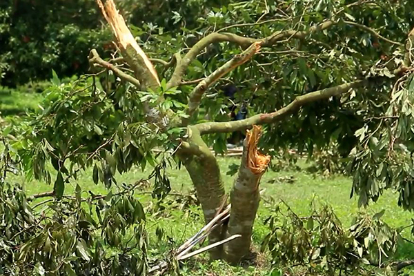 পাবনায় লিচু চাষিদের শত কোটি টাকা ক্ষতি