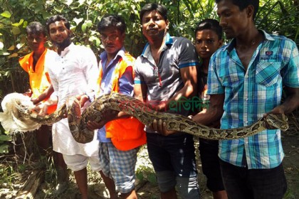 গোয়ালঘরে ১৪ ফুট লম্বা অজগর!