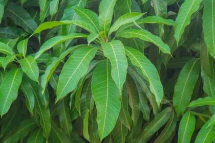 জেনে নিন আম পাতার কিছু ঔষধি গুনাগুণ